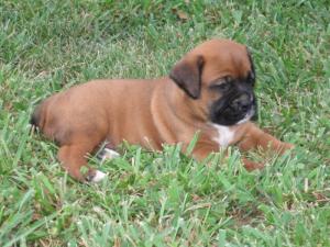 BigSweetAKCMaleBoxerpuppy